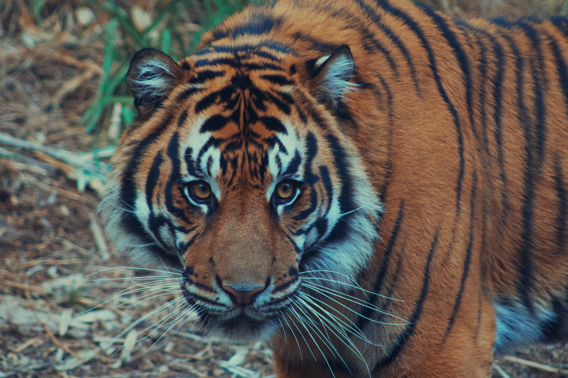 The Caged Predator: A Tiger's Tragic Journey from Forest to Zoo