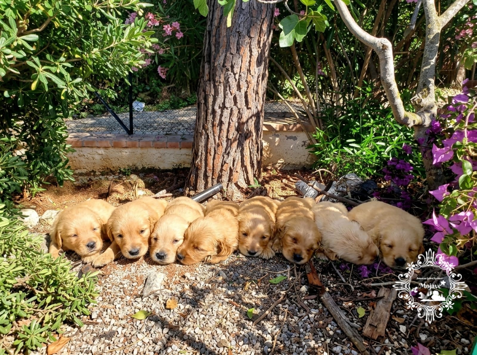 Cucciolata Golden Retriever Toffee e Cracco