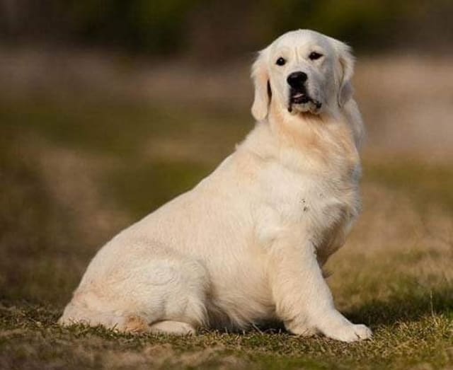 Toffee, madre della cucciolata