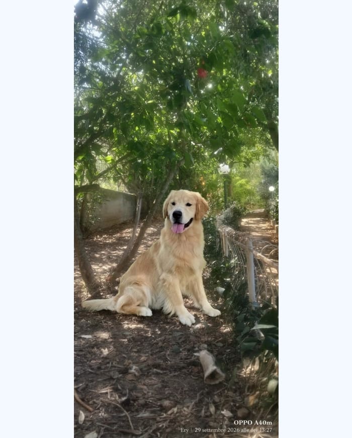 Saki, madre della cucciolata Golden Retriever americano Saki × Cracco