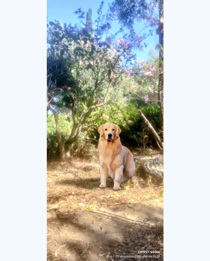 Cracco, padre della cucciolata Golden Retriever americano Saki × Cracco