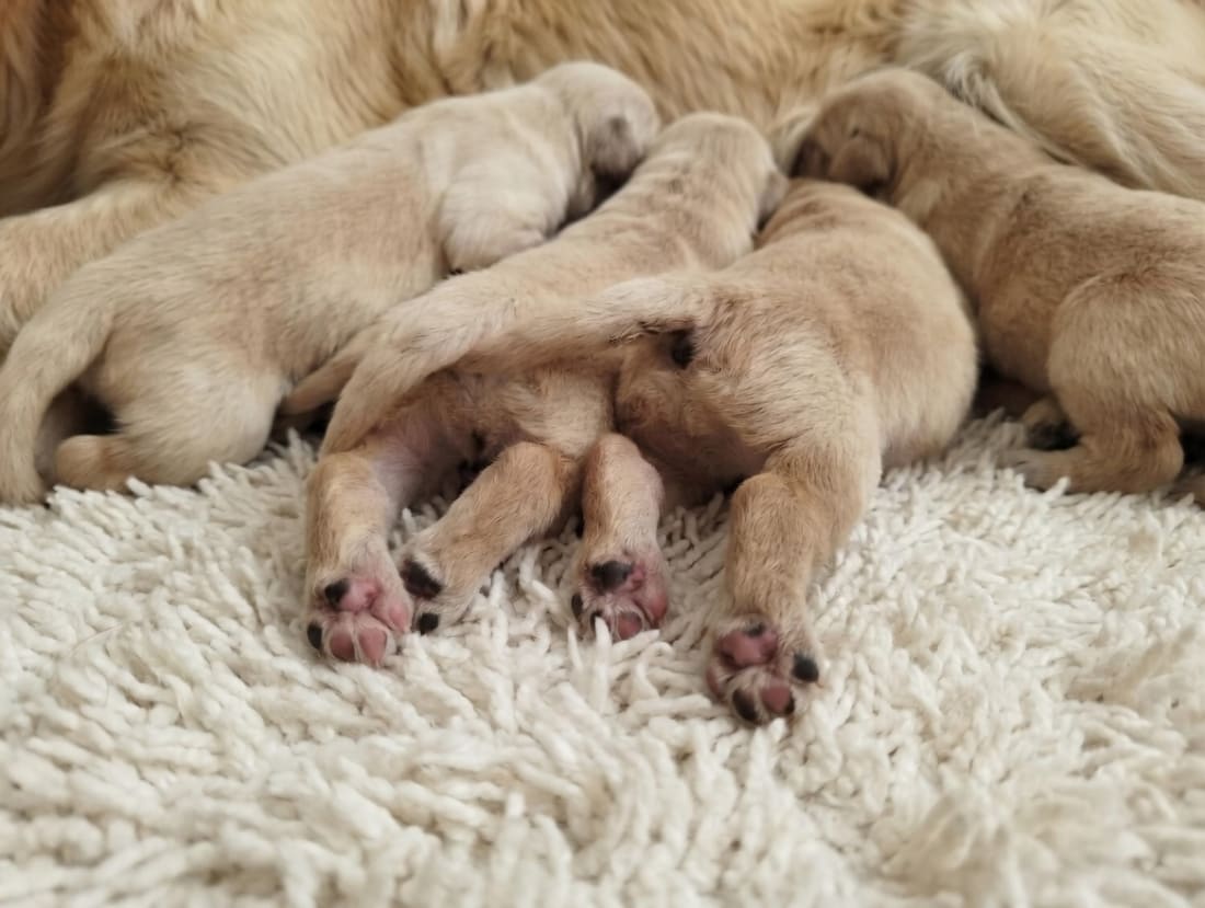 Cuccioli della cucciolata Saki × Cracco a riposo durante la crescita