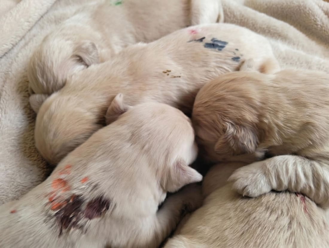 Cuccioli della cucciolata Saki × Cracco