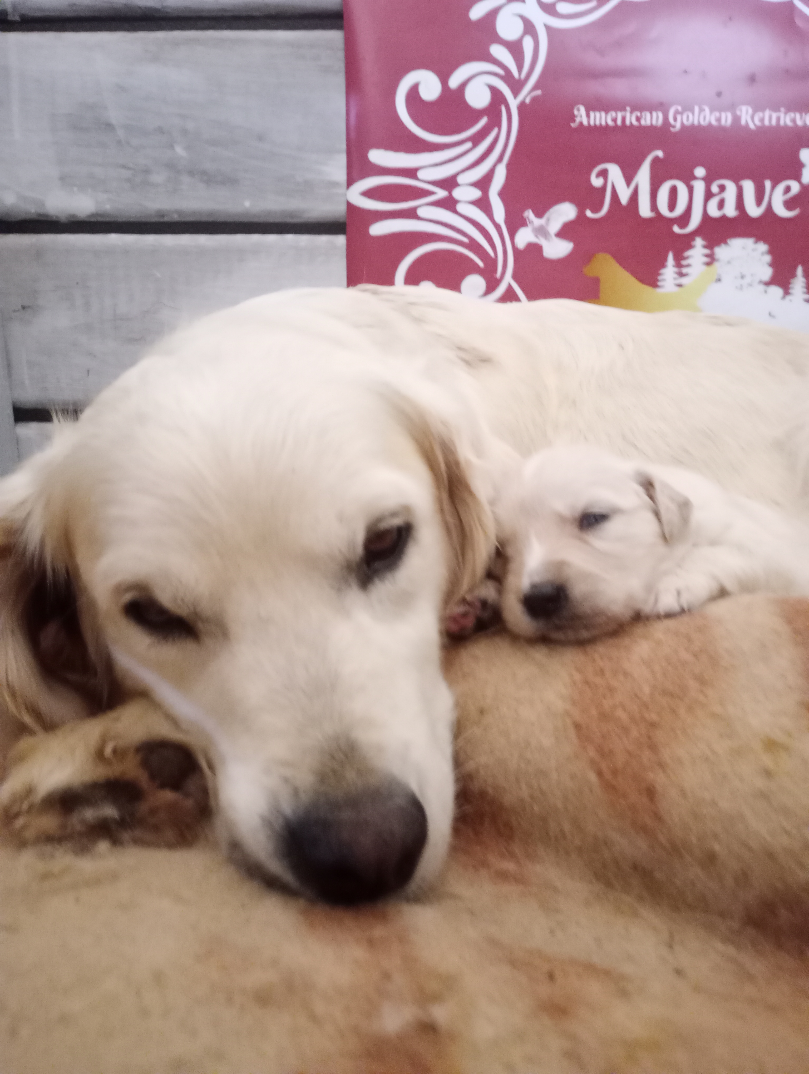Cucciolata Toffee e Cracco nata l'8 agosto 2026