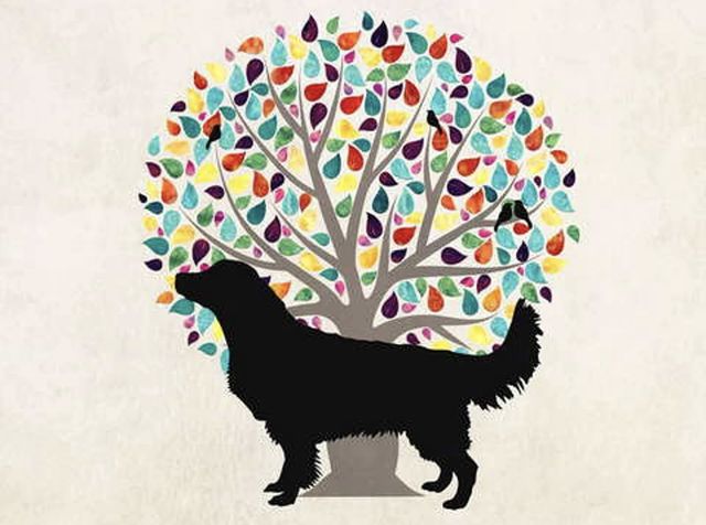 Albero genealogico Golden Retriever