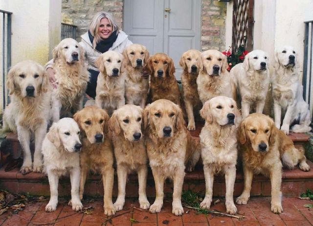 Mojave American Golden Retriever