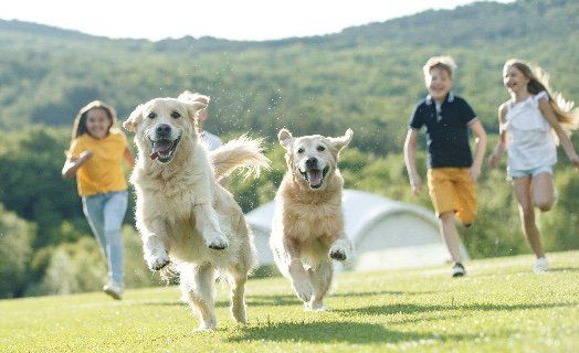 Golden Retriever in libertà