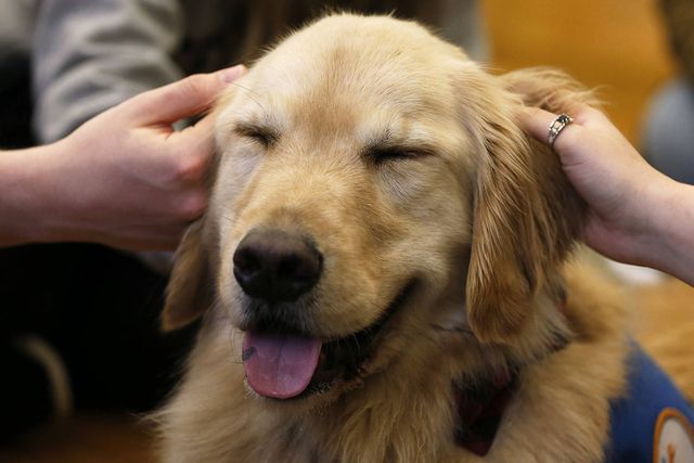 Golden Retriever pet therapy