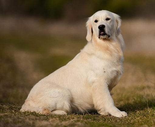 Toffee Mojave Golden Retriever