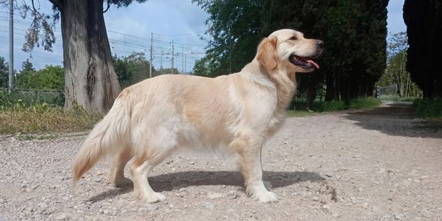 Agape