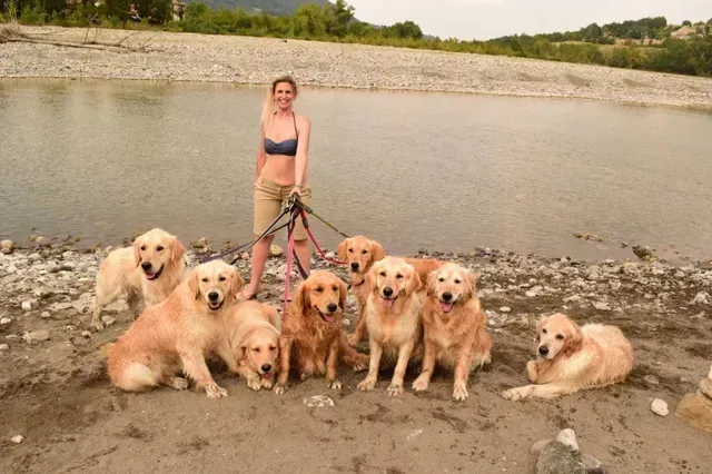 Golden Retriever Mojave