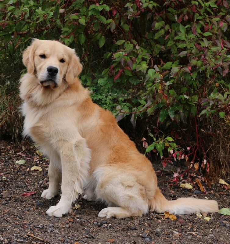 Myú Mojave Golden Retriever