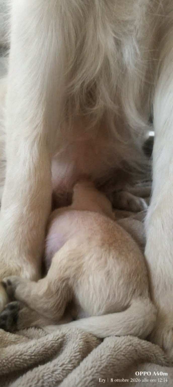 Un piccolo Golden Retriever vicino alla mamma
