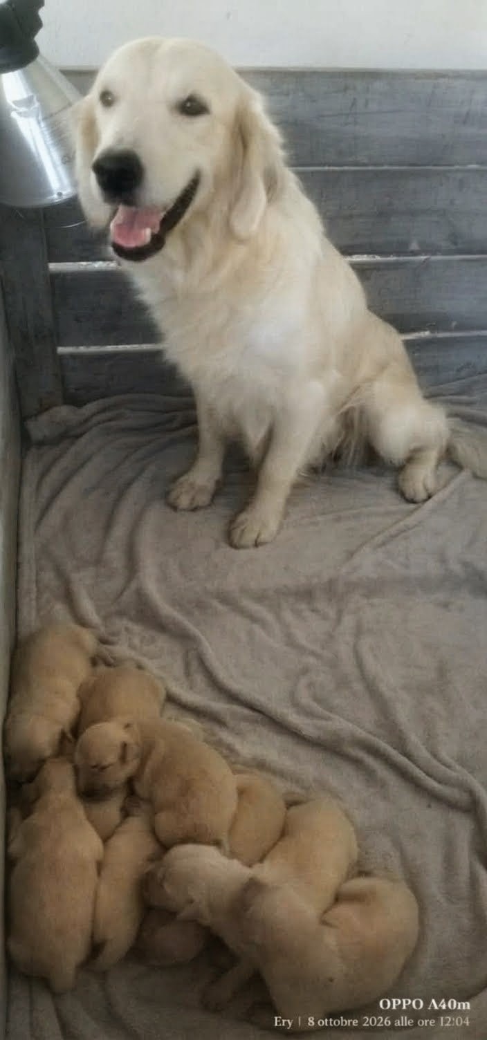 Hera nella cassa parto con la cucciolata