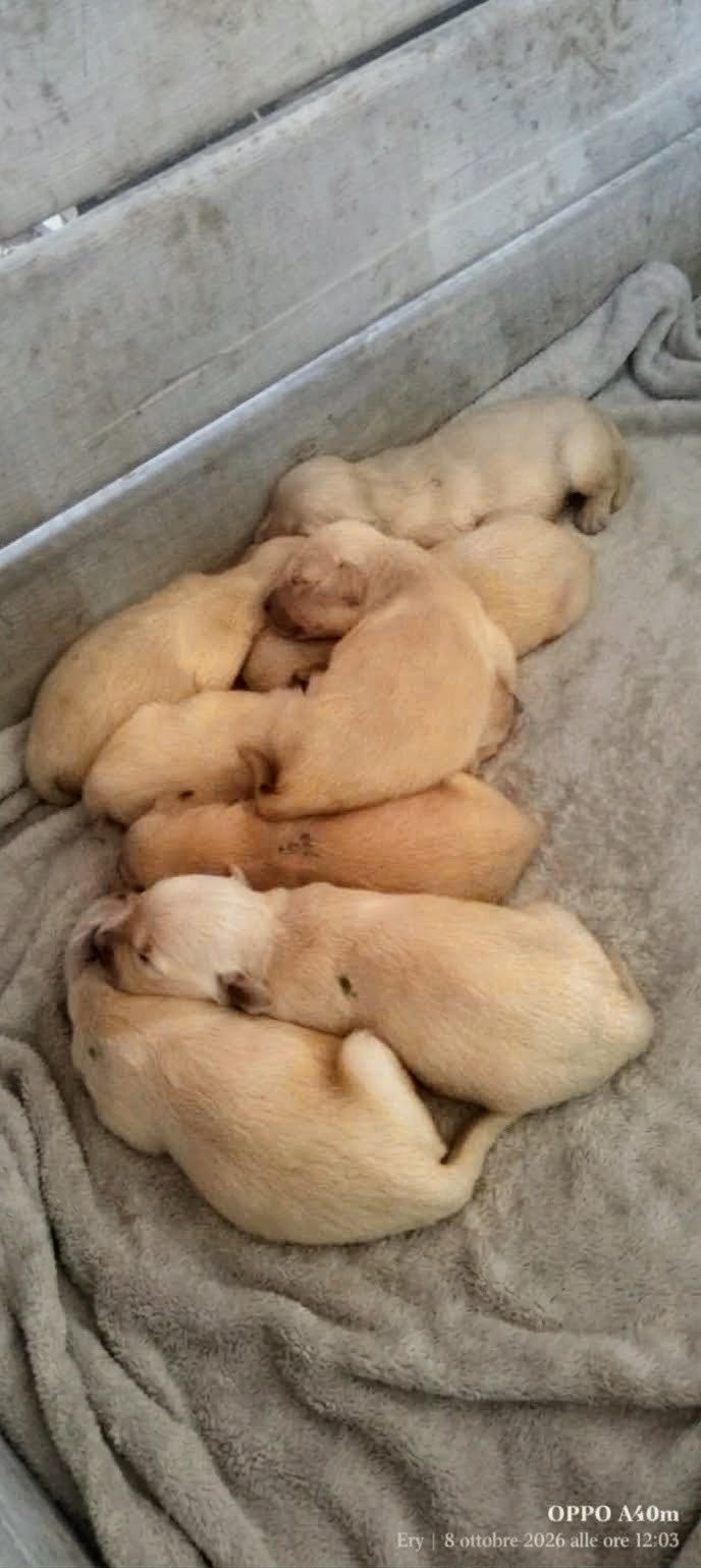 I piccoli di Hera e Ben addormentati insieme