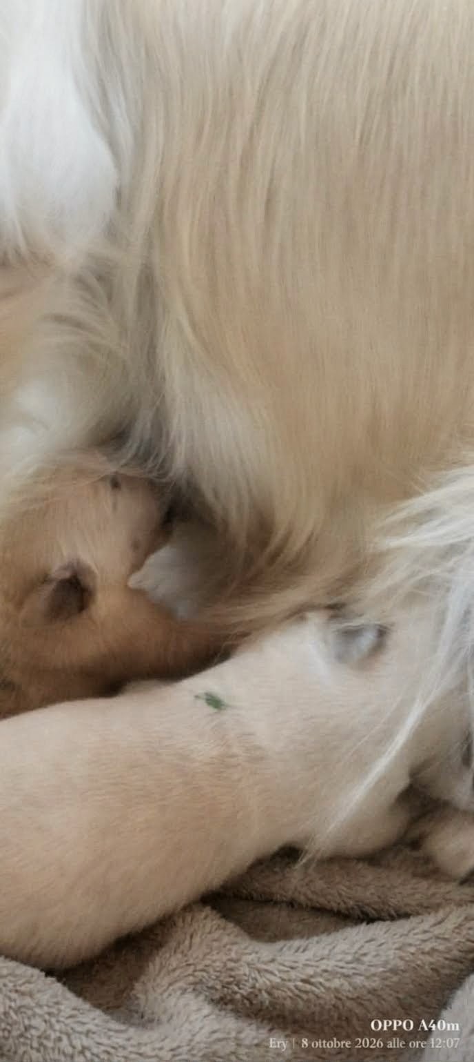 Cuccioli di Golden Retriever americani con Hera