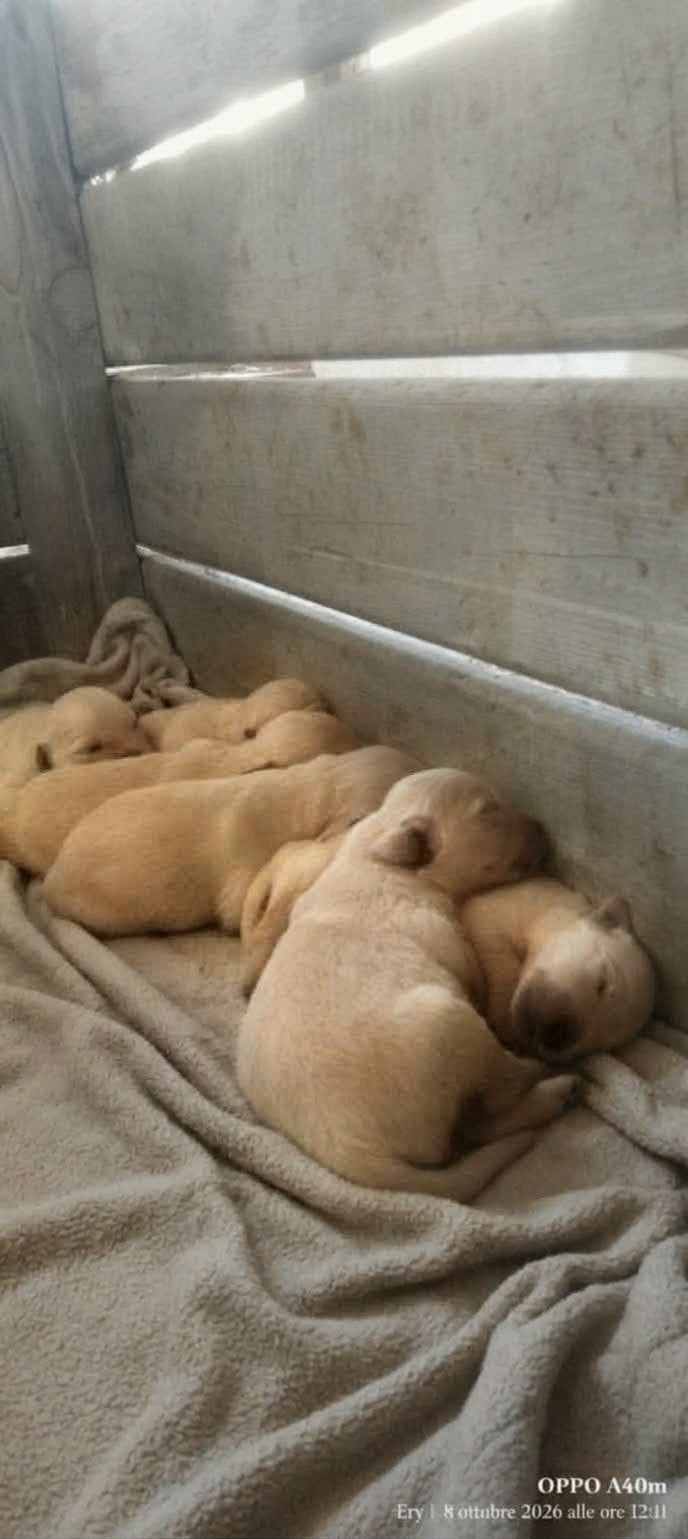 I cuccioli di Hera e Ben riposano vicini
