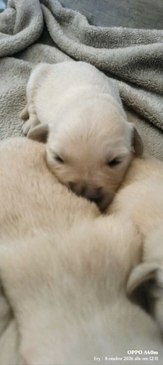Un piccolo Golden Retriever della cucciolata Hera × Ben