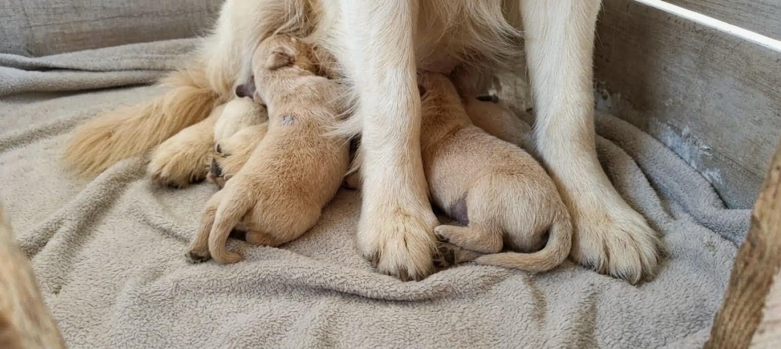 Hera con i suoi cuccioli durante l'allattamento