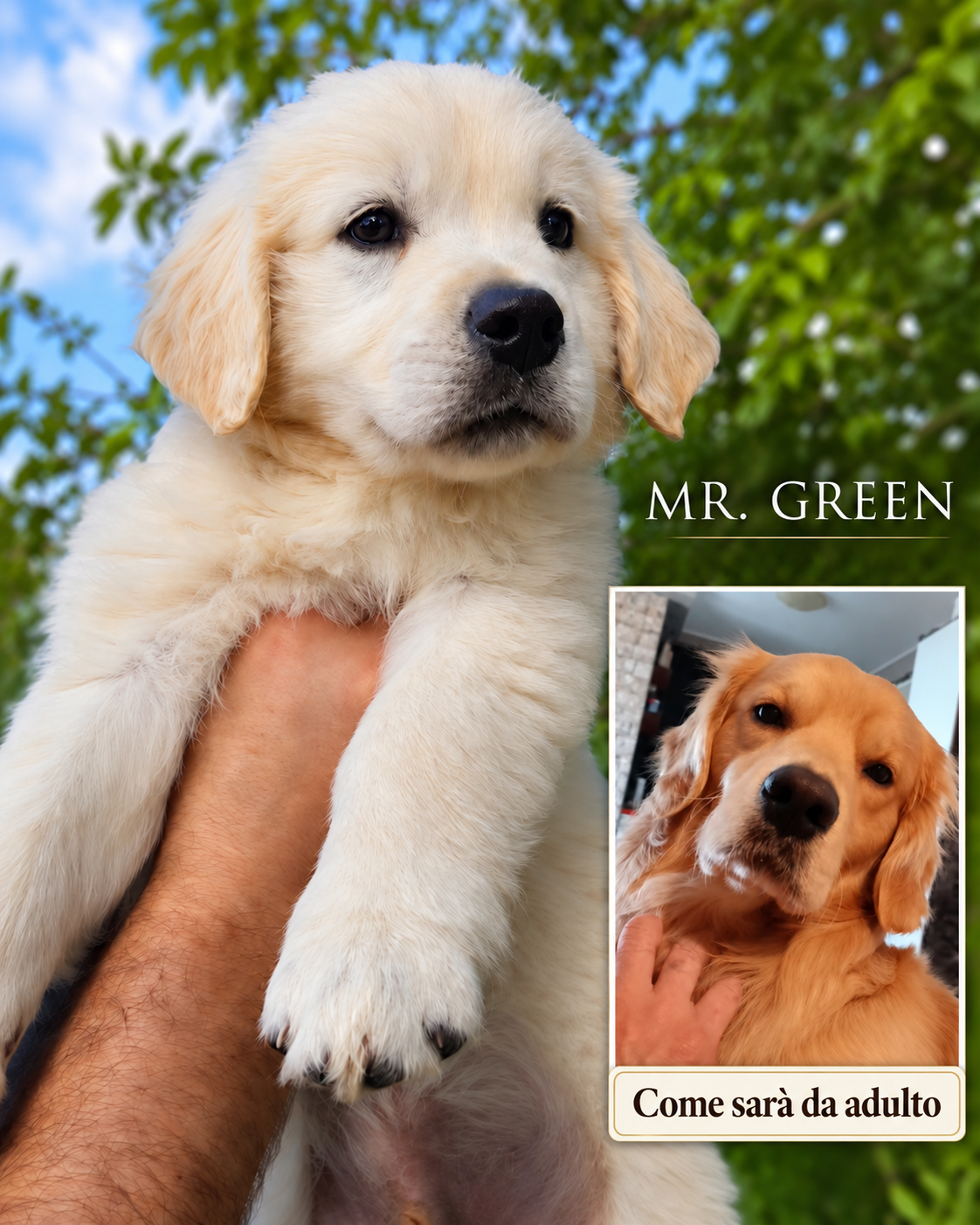 Mr. Green, maschietto della cucciolata Toffee × Cracco