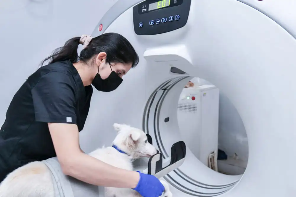 Veterinarian performing an advanced medical procedure on a pet