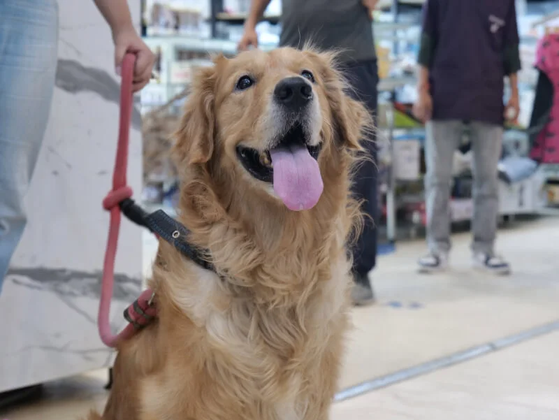 A friendly veterinarian examining a happy dog