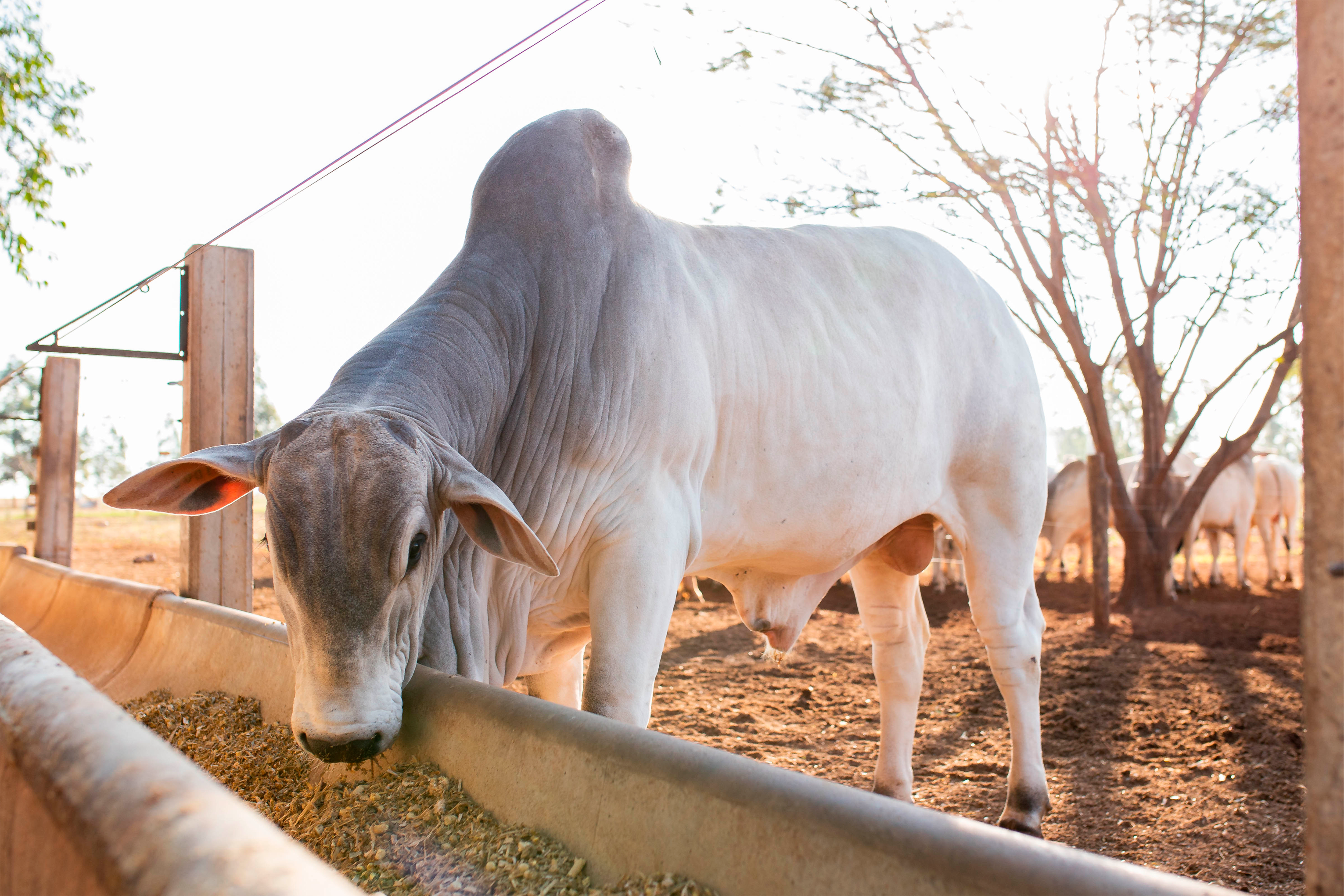 Controle alimentar para o gado de corte