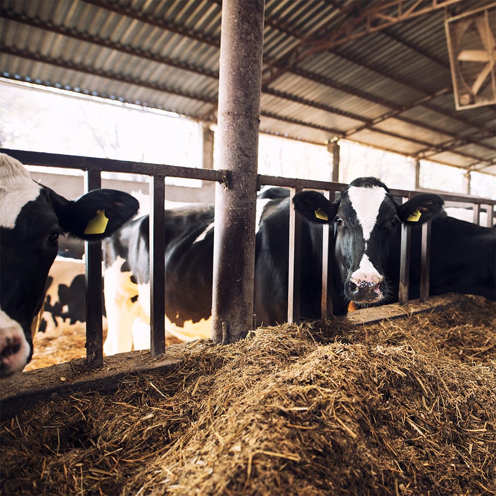 Adaptação de animais à dieta de confinamento