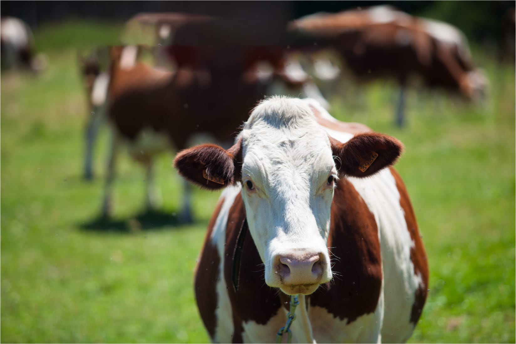 Nutrição mineral de verão: o que você precisa saber