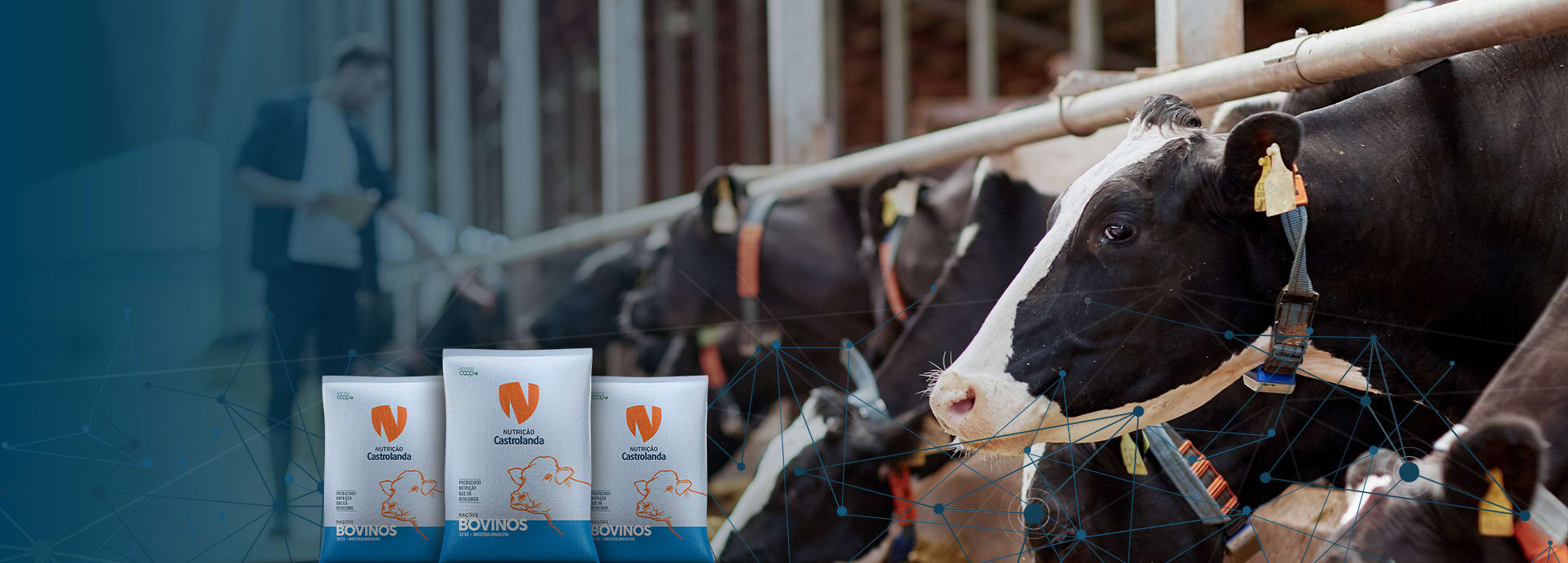 Banner_Bovinos