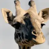 Radio Girafe