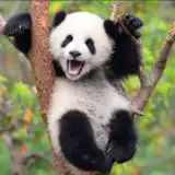 Panda Radio