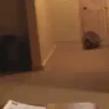 Radio Racoon