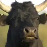 Toro