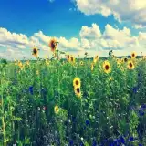sunflower road