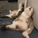 Drunk cat station