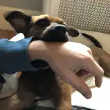 Henry bit me