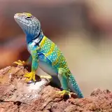 MindStretch