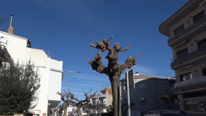 L'arbrat de l'Escala es prepara per passar l'hivern