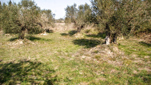 El Parc a la Ràdio - L'oli ecològic es bo per les orquídies