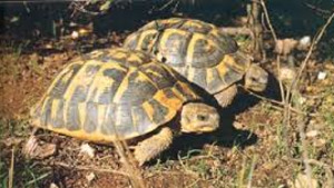 El Parc a la Ràdio-Tortugues autòcones