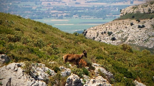 El Parc a la Ràdio - Es pot caçar dins el Parc Natural?
