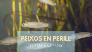 El Parc a la Ràdio - Peixos en perill