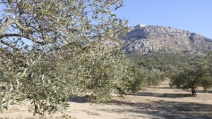 El Parc a la Ràdio - El Montgrí fa gestió forestal sostenible
