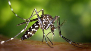 Les pluges de juliol disparen la població de mosquit tigre