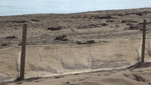 L'Escala rescindeix el contracte amb l'empresa de neteja de platges