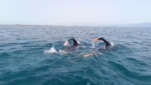 El Club Natació l'Escala - Empúries nedarà contra el càncer de mama el 2 de maig