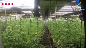 El grup criminal desarticulat a l'Alt Empordà exportava marihuana a Europa i blanquejava diners