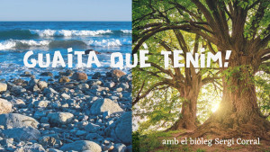 Guaita què tenim! - Rajades i mantes
