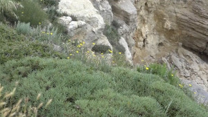 L'Escala treballa en la divulgació i erradicació de la flora invasora